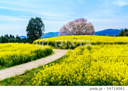 馬場の山桜と菜の花 【佐賀県武雄市】 馬場の山桜と菜の花 【佐賀県武雄市】 54719061