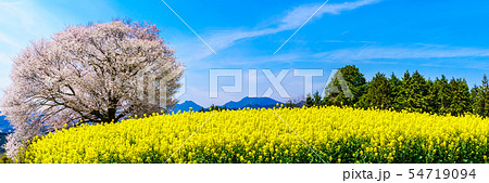 馬場の山桜と菜の花　パノラマ　【佐賀県武雄市】 54719094