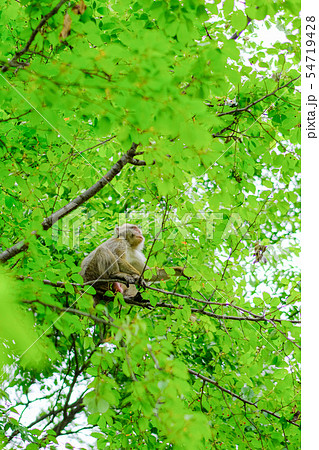 野生のニホンザル 54719428