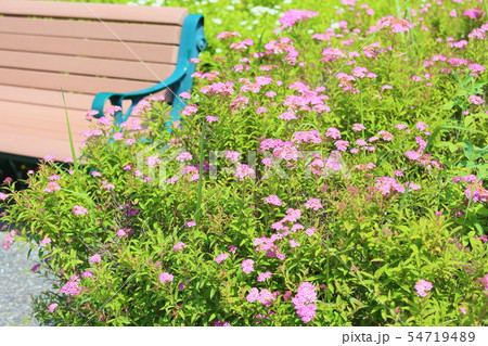 シモツケソウの花 シモツケソウの花 54719489