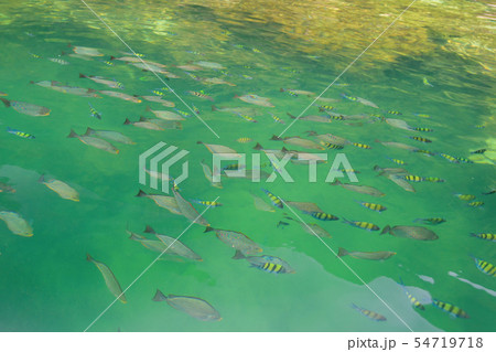 Group of fish swimming in the sea view on the boat. 54719718