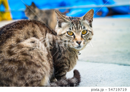 宮城の猫島網地島長渡港の猫 54719719