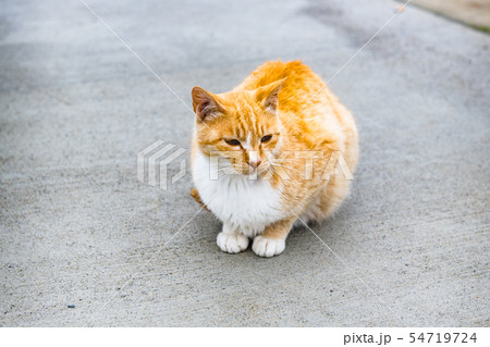 宮城の猫島網地島長渡港の猫 54719724