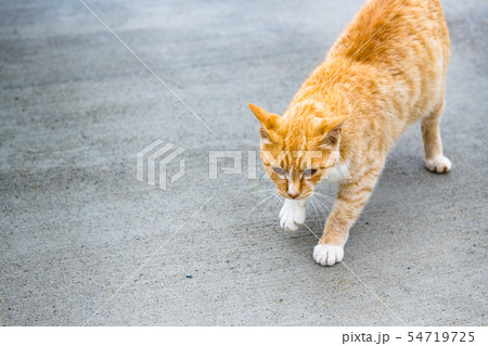 宮城の猫島網地島長渡港の猫 54719725