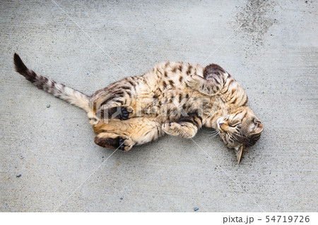 宮城の猫島網地島長渡港の猫 宮城の猫島網地島長渡港の猫 54719726