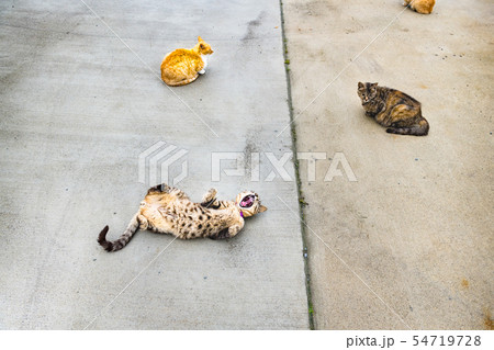 宮城の猫島網地島長渡港の猫達の写真素材