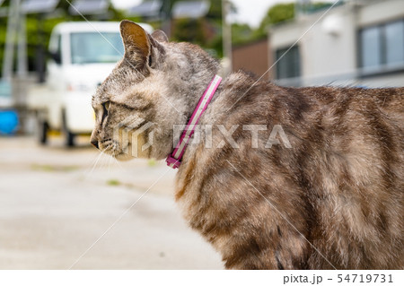 宮城の猫島網地島長渡港の猫 54719731