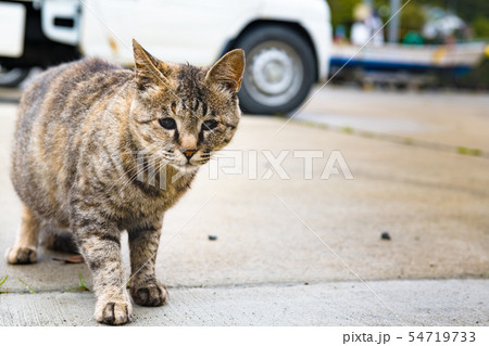 宮城の猫島網地島長渡港の猫 宮城の猫島網地島長渡港の猫 54719733