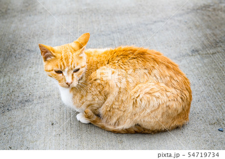 宮城の猫島網地島長渡港の猫の写真素材