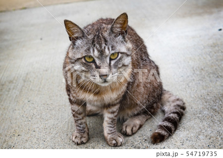 宮城の猫島網地島長渡港の猫 宮城の猫島網地島長渡港の猫 54719735