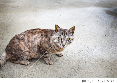 宮城の猫島網地島長渡港の猫の写真素材