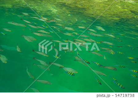 Group of fish swimming in the sea view on the boat. Group of fish swimming in the sea view on the boat. 54719738