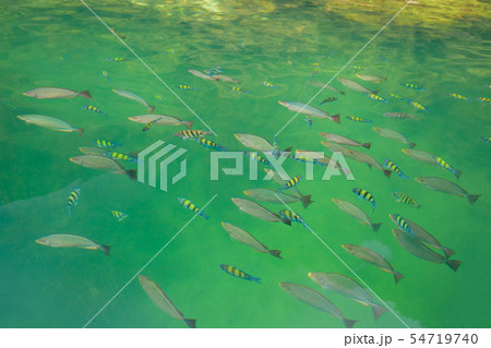 Group of fish swimming in the sea view on the boat. Group of fish swimming in the sea view on the boat. 54719740
