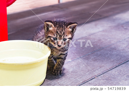 餌を待つトラ毛の子猫 54719839