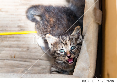 餌をねだるトラ毛の子猫 54719840