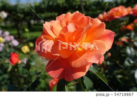 薔薇　オレンジ 54719867