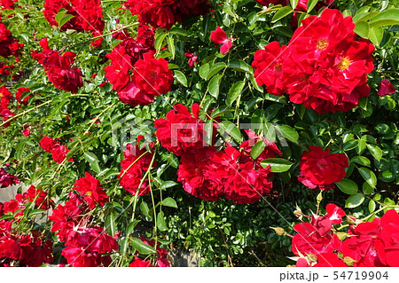 満開のつるバラ 赤の写真素材