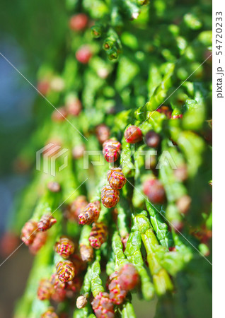ヒノキ雄花の花粉が積もる 54720233
