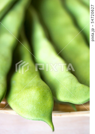 モロッコいんげん モロッコいんげん 54720627