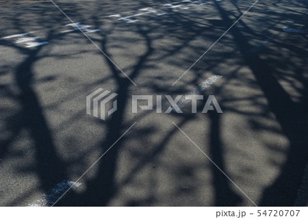 道路に伸びる欅の影 54720707