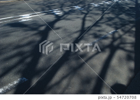 道路に伸びる欅の影 道路に伸びる欅の影 54720708