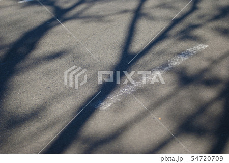道路に伸びる欅の影 54720709