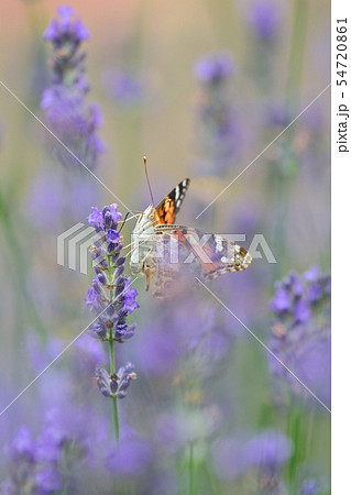 タテハチョウとラベンダー タテハチョウとラベンダー 54720861