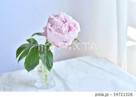 窓辺の花　シャクヤク 54721326