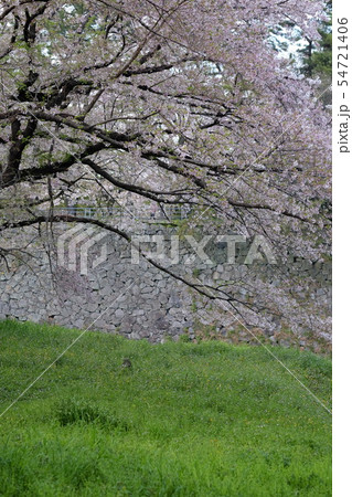 名城公園の春 名城公園の春 54721406
