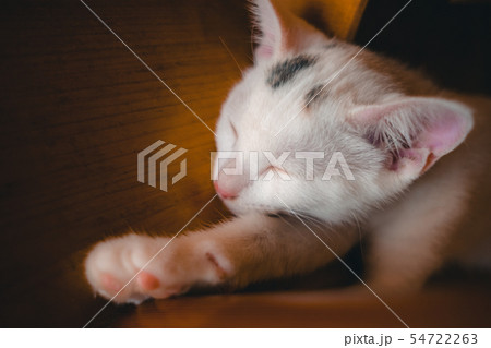 くつろぐ猫 54722263