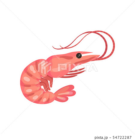 Boiled shrimp. Vector illustration on white background. 54722287