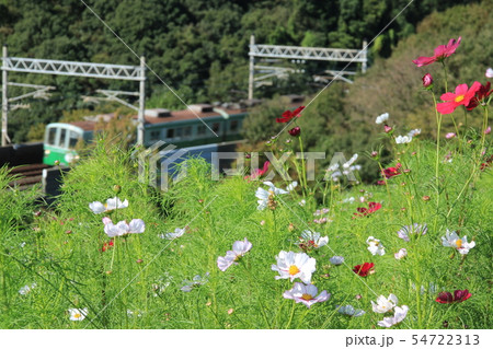 神戸 総合運動公園 コスモスの丘 の写真素材