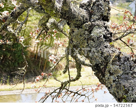 桜の老木の幹樹のクローズアップ 桜の老木の幹樹のクローズアップ 54722567