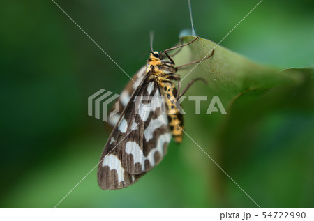 蛾　ウメエダシャク 54722990