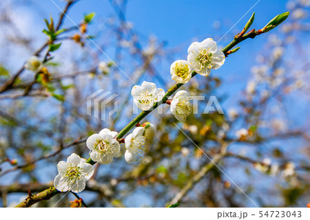 アジア人 アジアン アジア風 54723043