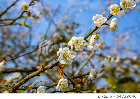 アジア人 アジアン アジア風 54723046