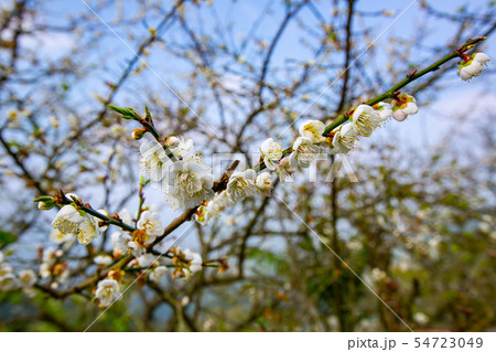 アジア人 アジアン アジア風 54723049