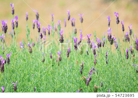 フレンチラベンダーの花 54723695