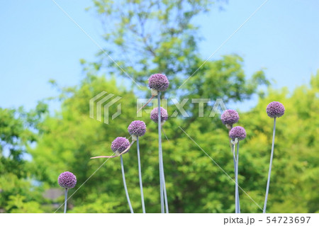アリュウムギガンチュウムの花 54723697