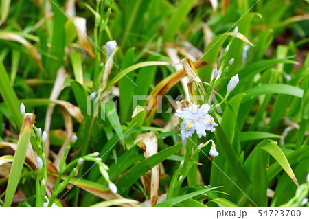 街景色 東京 丸の内 街景色 東京 丸の内 54723700