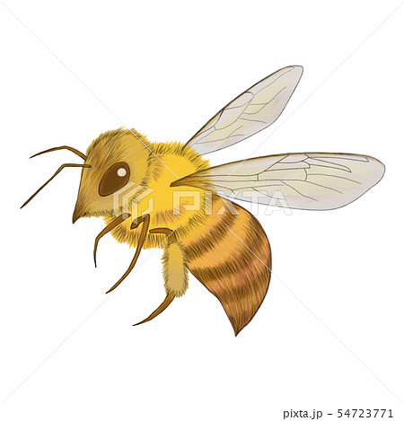 ミツバチ イラストのイラスト素材