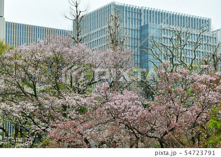 街景色 東京 丸の内 街景色 東京 丸の内 54723791