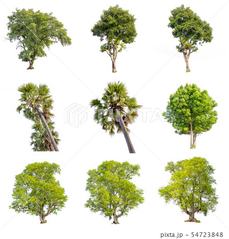 Isolate green tree. 54723848