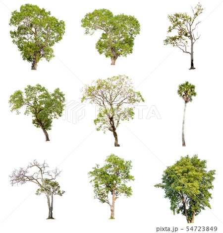 Isolate green tree. Isolate green tree. 54723849