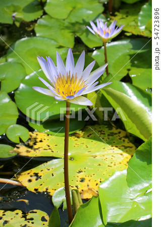 Water lily blooming in a pond, close-up view Water lily blooming in a pond, close-up view 54723896