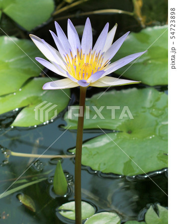 Water lily blooming in a pond, close-up view Water lily blooming in a pond, close-up view 54723898