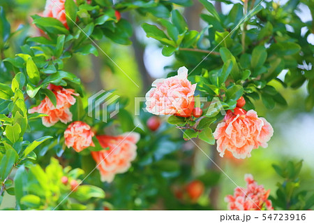 ハナザクロの花 54723916
