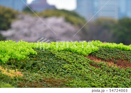 街景色　東京　丸の内 54724003