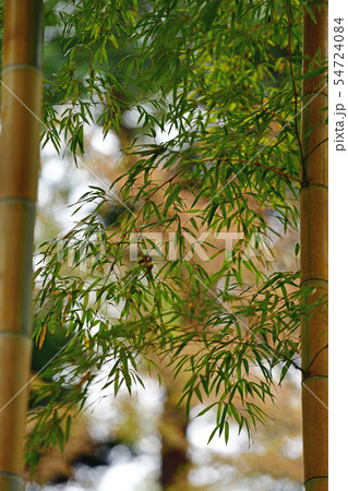 街景色　東京　丸の内 54724084