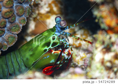 モンハナシャコ モンハナシャコ 54724289